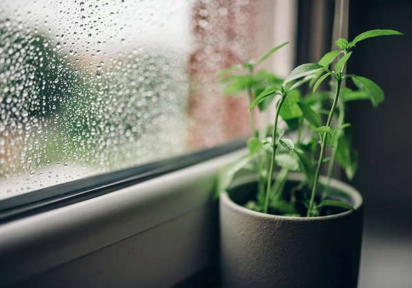 Protéger les vitres de votre habitat